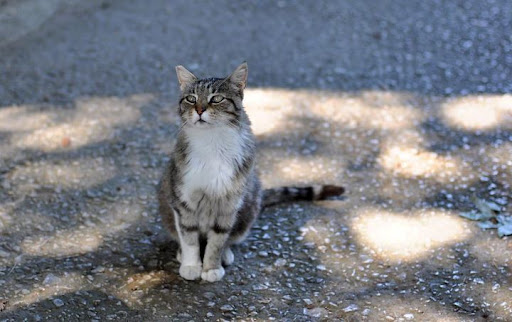 Фото Жалостливого Кота