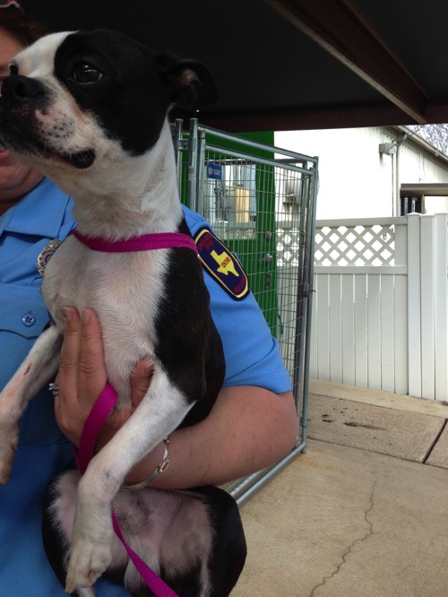 Boston Terrier in shelter. Boston Terrier in shelter