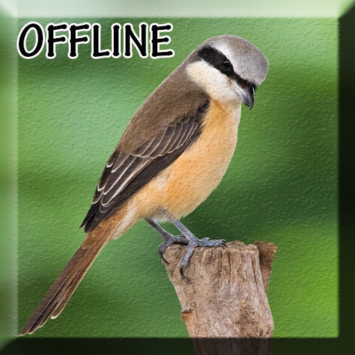Burung Cendet Juara Gacor Mp3 Google Play N App