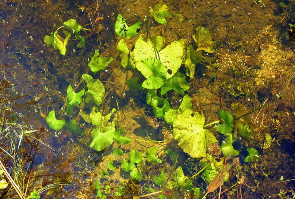 Кубышка малая (Nuphar pumila)