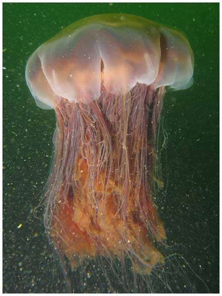 파일:external/upload.wikimedia.org/Largelionsmanejellyfish.jpg