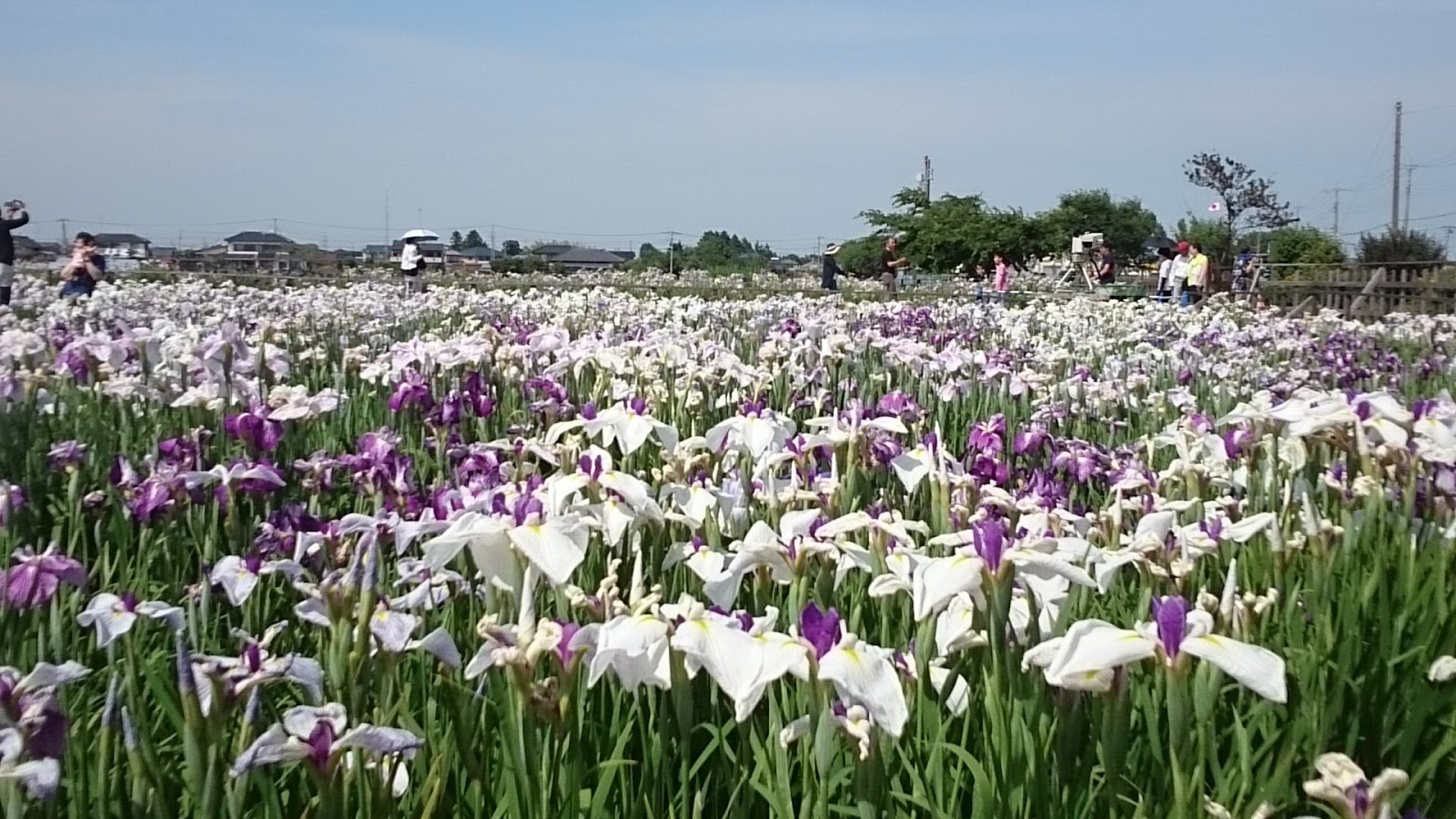 すごいぞ 埼玉 菖蒲城址 あやめ園 開花状況