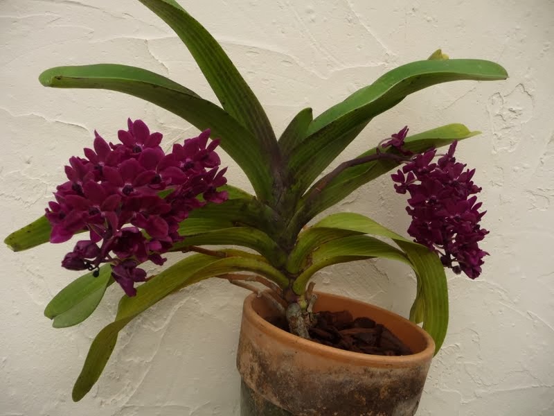 Rhynchostylis gigantea f. vinicolor P1180742