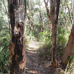 Great North walk on ridge west of fairylands (67416)