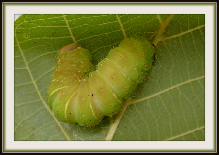 Actias luna S1053468