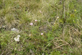 Zawciąg nadmorski Armeria maritima halleri