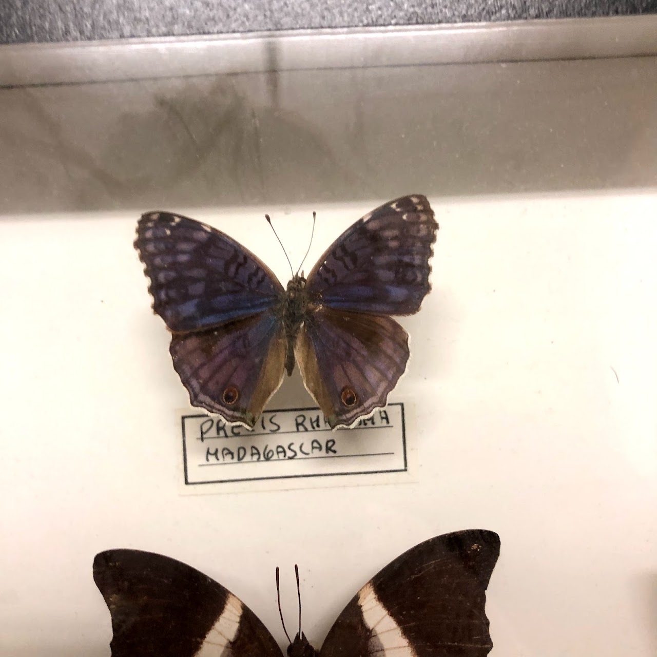 Lepidoptera Specimen Display Pair