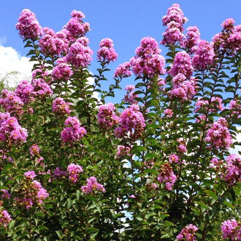 purple crepe myrtle