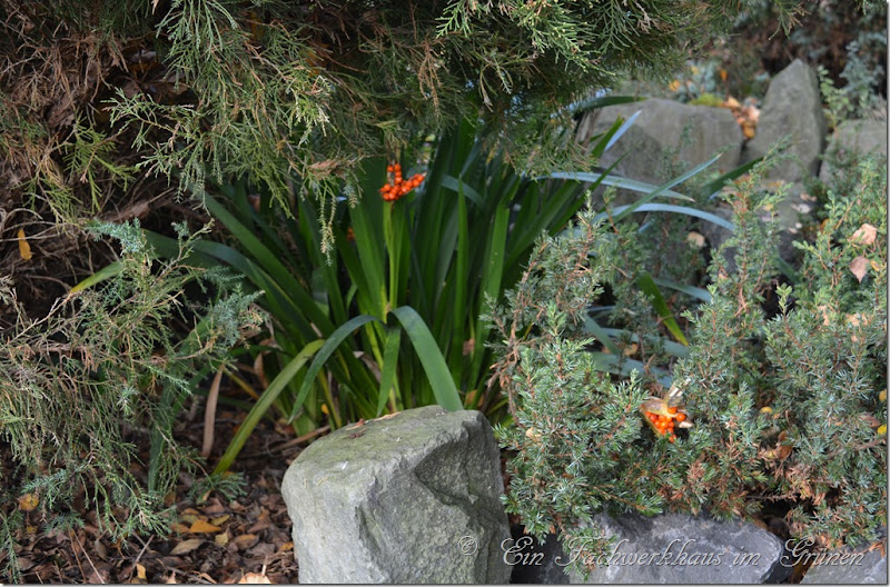 Iris foetidissima Iris foetidissima