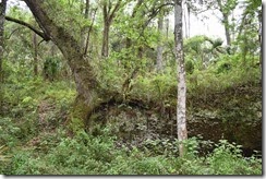 Tree on stone