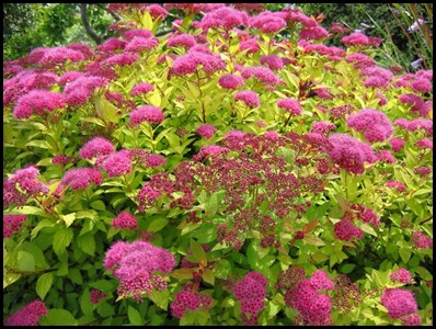 mahic carpet spirea