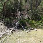 Creek bed of Sandy Beach Creek (105982)