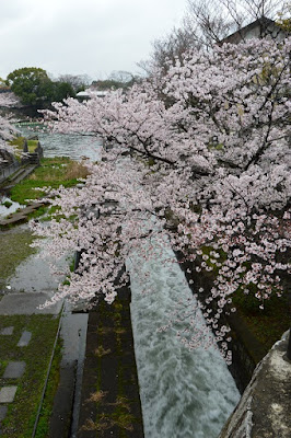 Pabellón de Plata, Camino de la Filosofía y Fin en Maruyama Park - Japón en 15 días-Hanami 2015 (13)