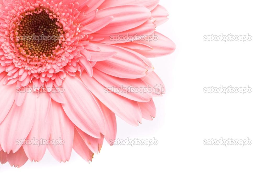 Pink gerbera flower on white