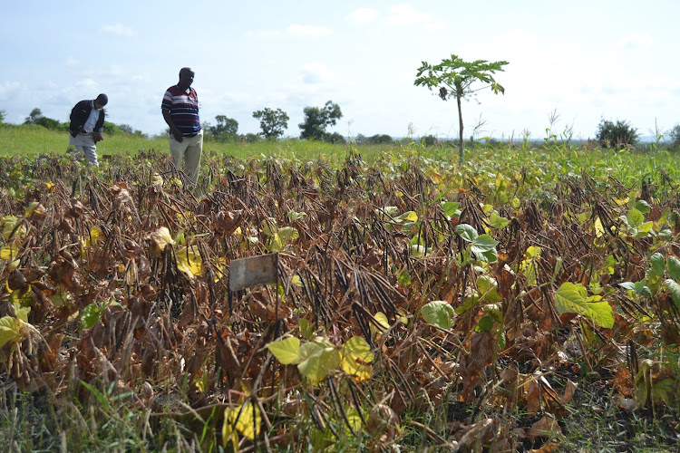 The seed line trial plot with mature and drying mung bean crop in Marieta Mwelu’s farm in Nyamuri village.