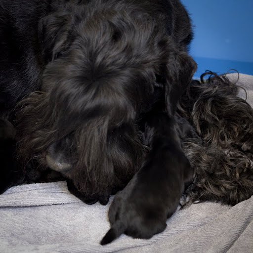 Standard Schnauzer Black, New Litter - Kennel "Flor D' Luna" IMG_7136-4