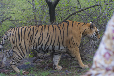 Tigre de bengala