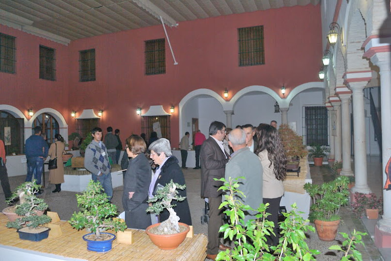 XI Exposición Invernal de bonsai de la A.S.B. Chokkan 024%252520XI%252520Exp.Inv.%252520ASBC%25252020111203%252520155