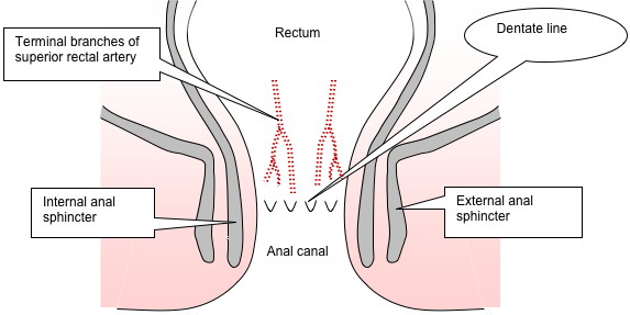 파일:external/www.emedmd.com/Diagram%20of%20anatomy%20of%20the%20anal%20canal.jpg