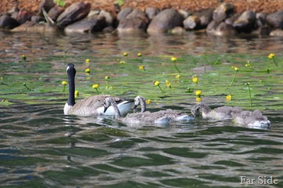 Canda Geese babies fuzzy