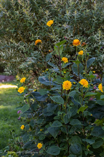 helianthus) - Helianthus Loddon Gold Helianthus-loddon-gold-130924-58rm