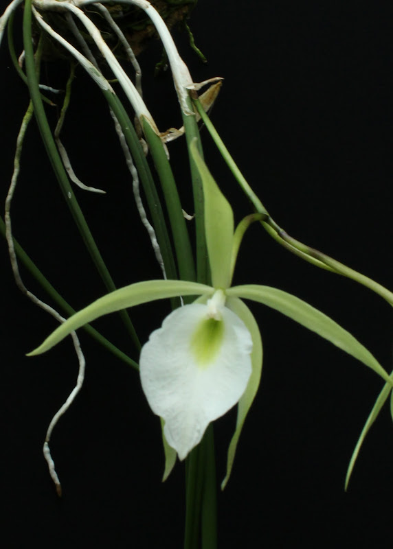 Brassavola tuberculata IMG_6093