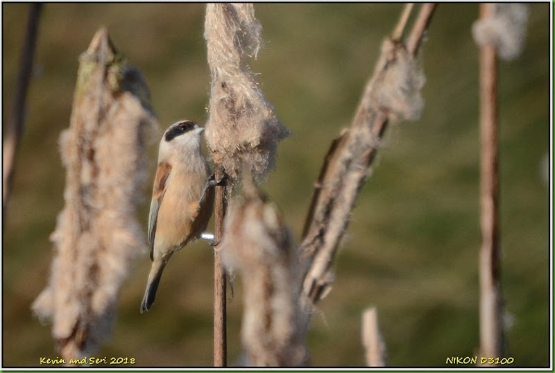 Plock Court - January