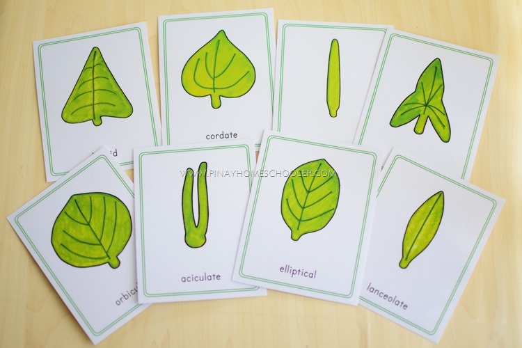 Montessori Inspired Leaf Shapes Nomenclature Cards