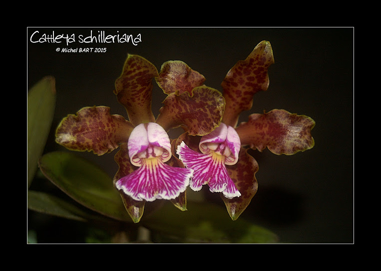 Cattleya schilleriana Cattleya_schilleriana