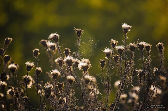 Cades Cove