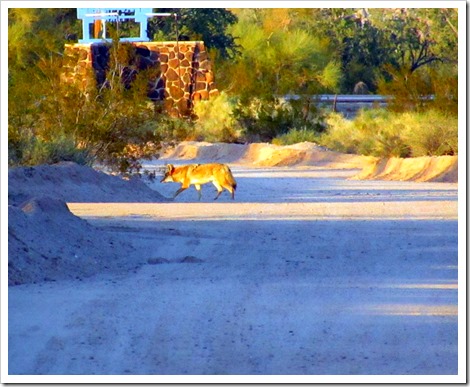 boondocking in AZ