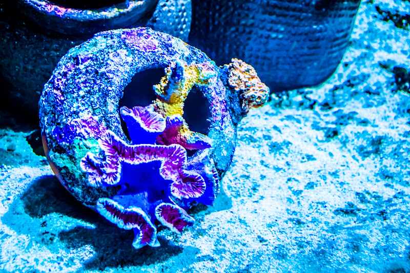 Aquaria KLCC colorful marine creatures1