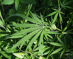 파일:external/upload.wikimedia.org/250px-Marijuana.jpg