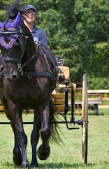 Aurora LaBella Luna Dutch Hollow Breeding Moriesian Sport Horses  picture image