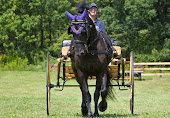 Aurora LaBella Luna Dutch Hollow Breeding Moriesian Sport Horses 