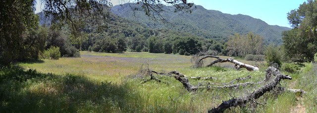 meadow from another angle