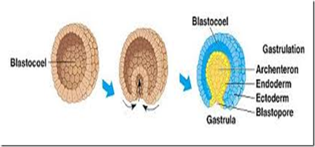 Tahapan tahapan Gastrulasi Embrio ZONA BIOLOGI KITA