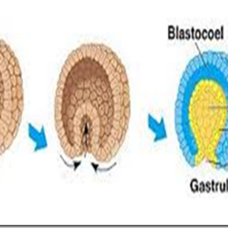 Tahapan tahapan Gastrulasi Embrio 