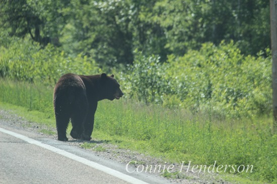 Bear June 19