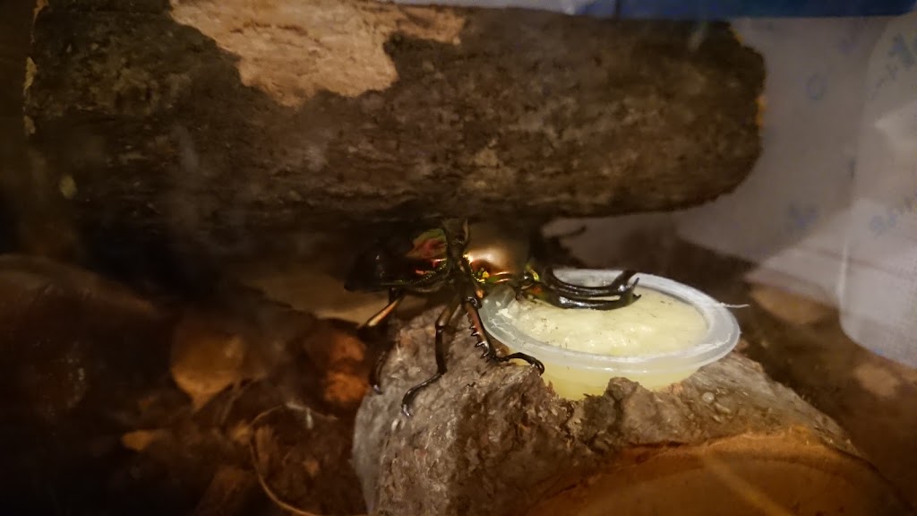 飼育 おしゃれ クワガタ