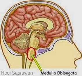 Fungsi Sumsum Lanjutan (Medula Oblongata)