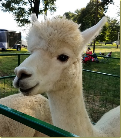 alpaca