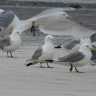 Black-legged Kittiwake