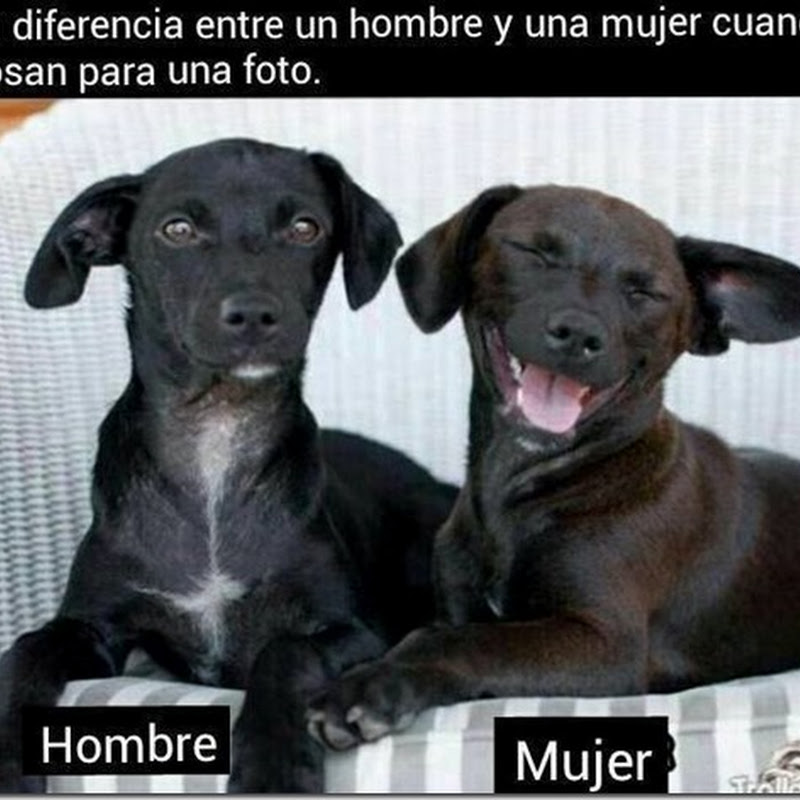 Como posa un hombre y como posa una mujer, humor animales