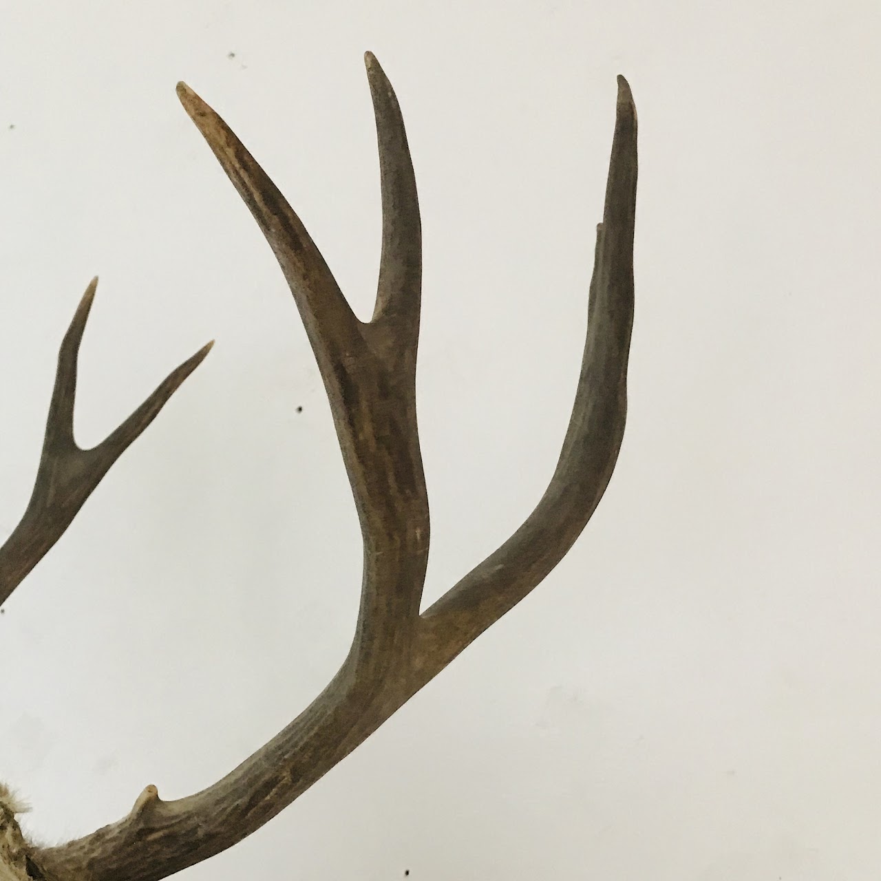 Vintage Deer Taxidermy Specimen