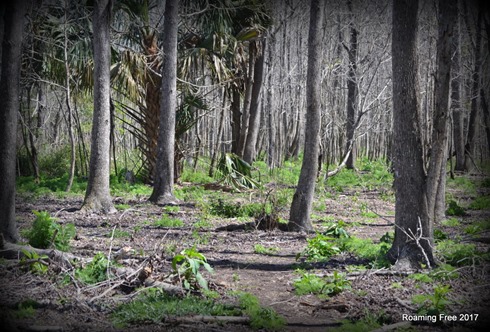 Following the horse trails through the woods