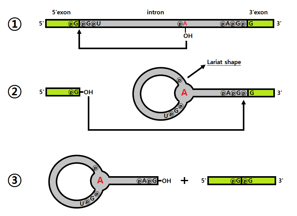 파일:splicing_reaction.png