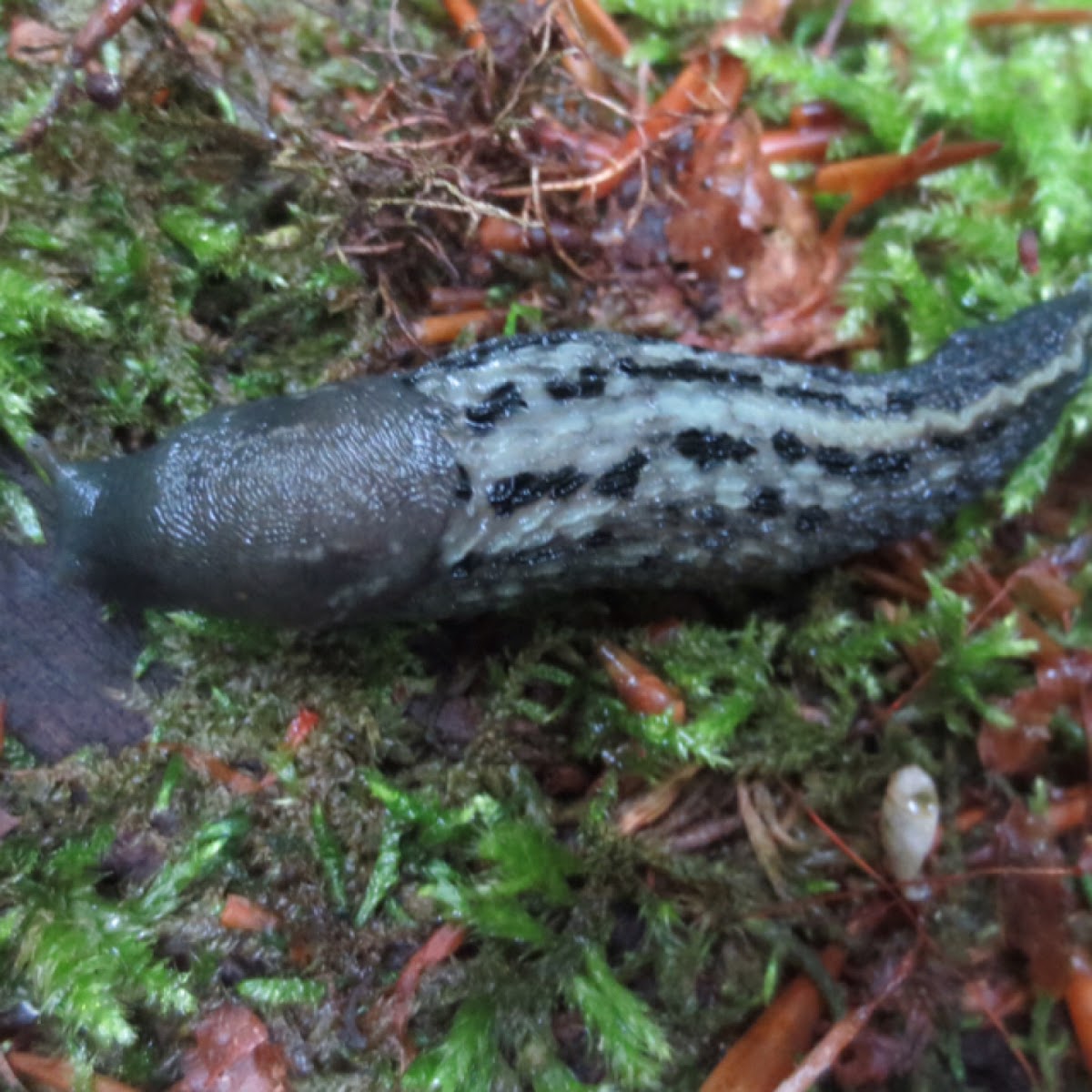 Ash grey slug