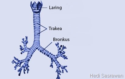 7 Fungsi Bronkus  Hedi Sasrawan