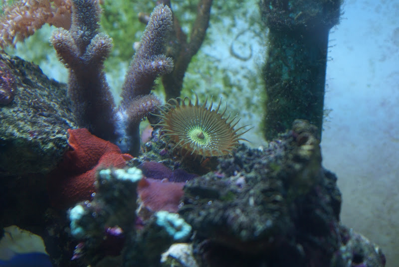 Protopalythoa sp. (Button Polyp) DSC05179